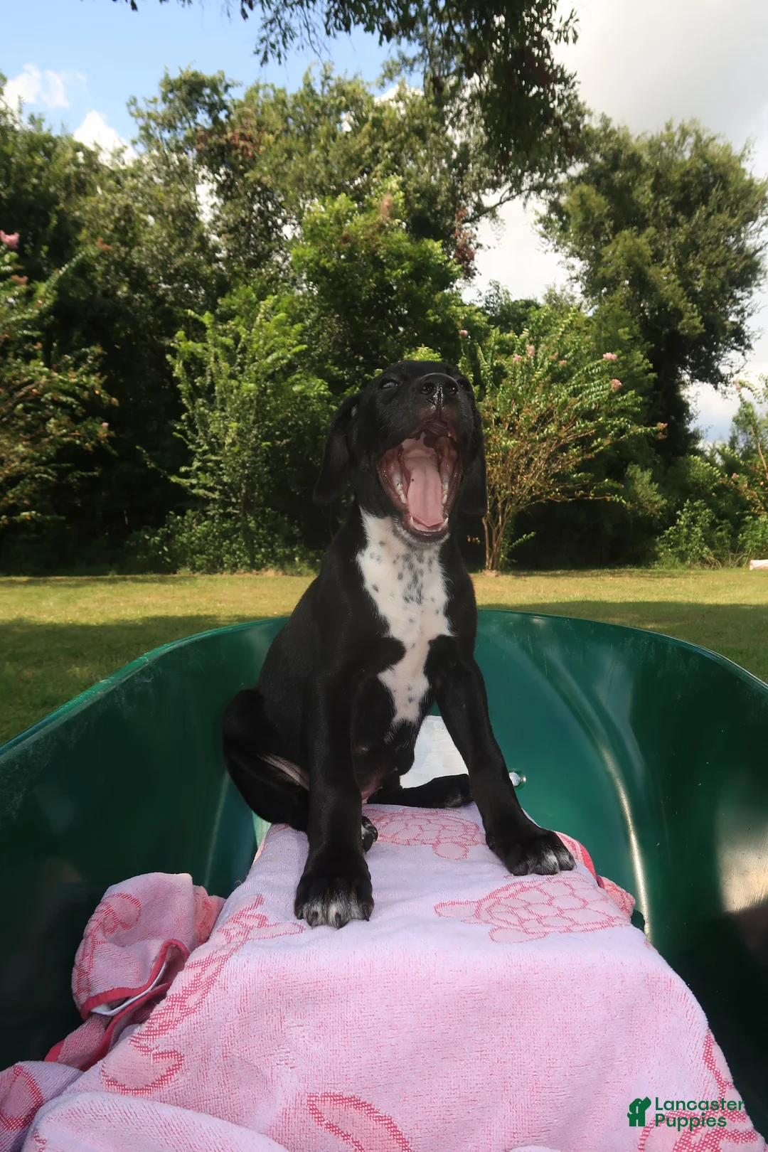Mixed Breed dogs for sale: Kenzie - Ad 2