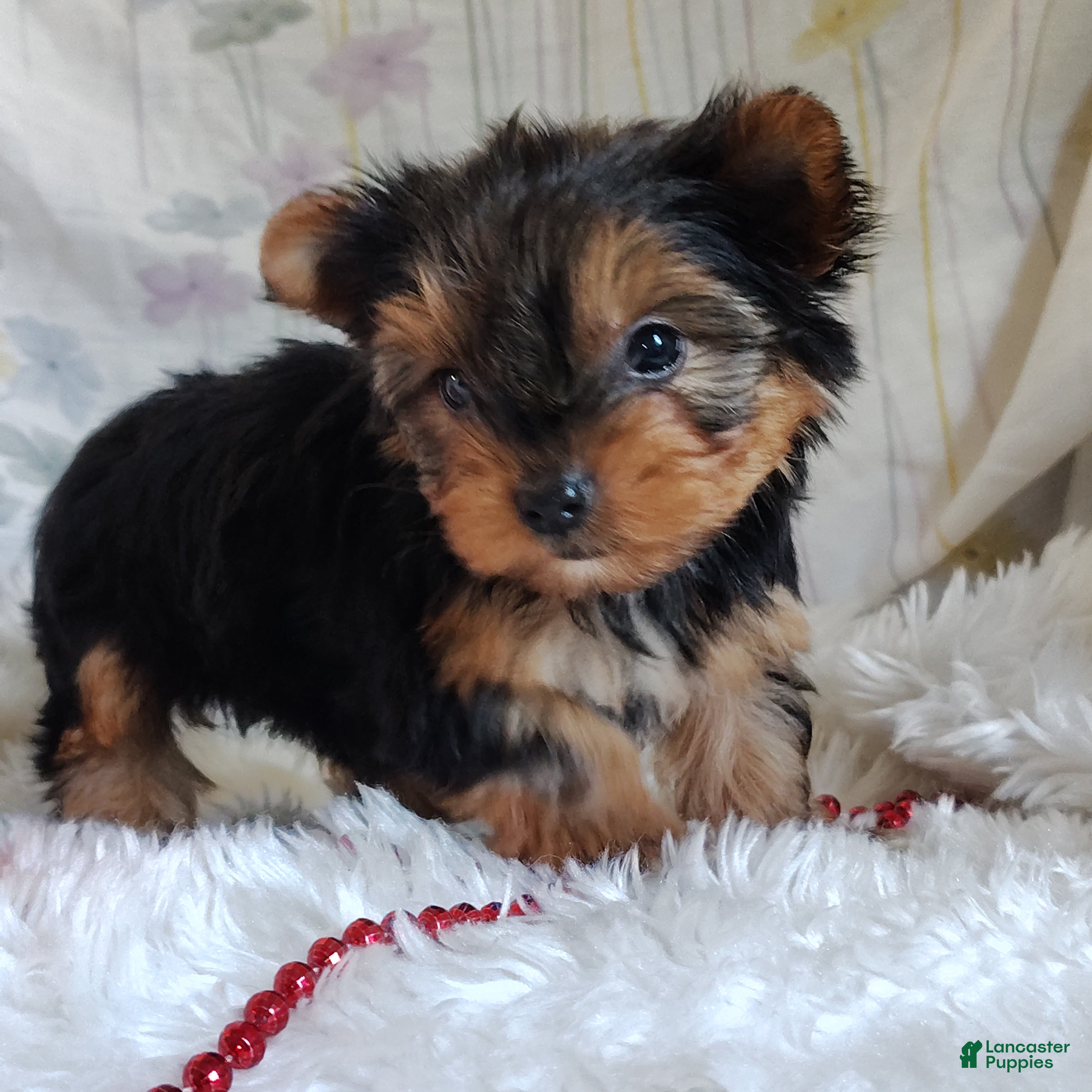 Yorkshire Terrier dogs Annabelle - Ad 2
