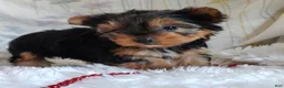 Yorkshire Terrier dogs for sale: Annabelle - Ad 2
