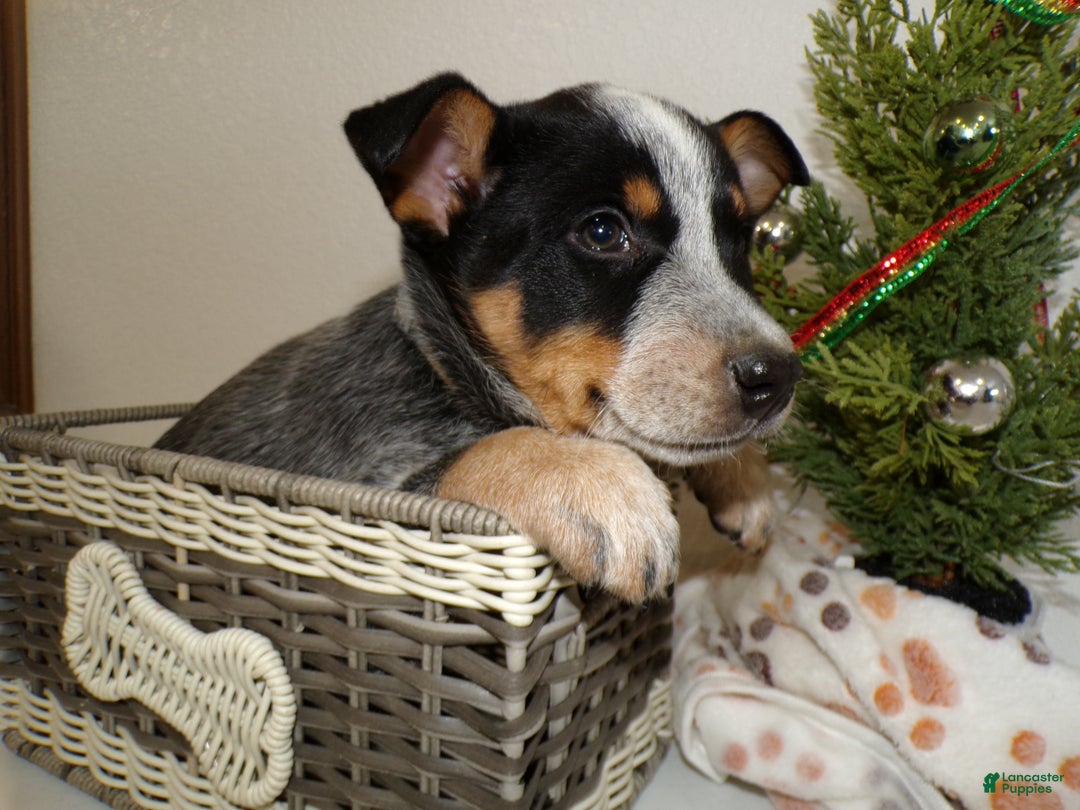Australian Cattle Dog dogs for sale: Australian Cattle Dog Puppy 4 Jolan - Ad 4