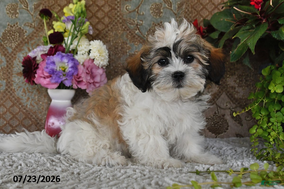 Teddy Bear dogs Owen - Ad 2