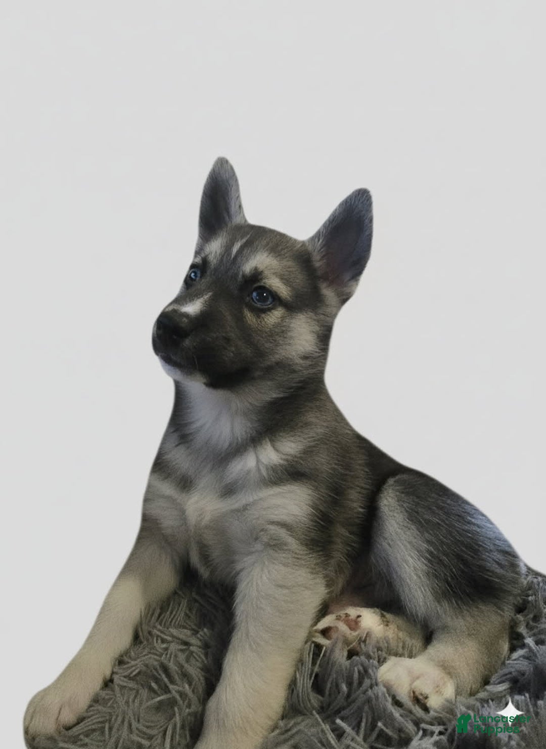 Gerberian Shepsky dogs for sale: Brutus - Ad 4