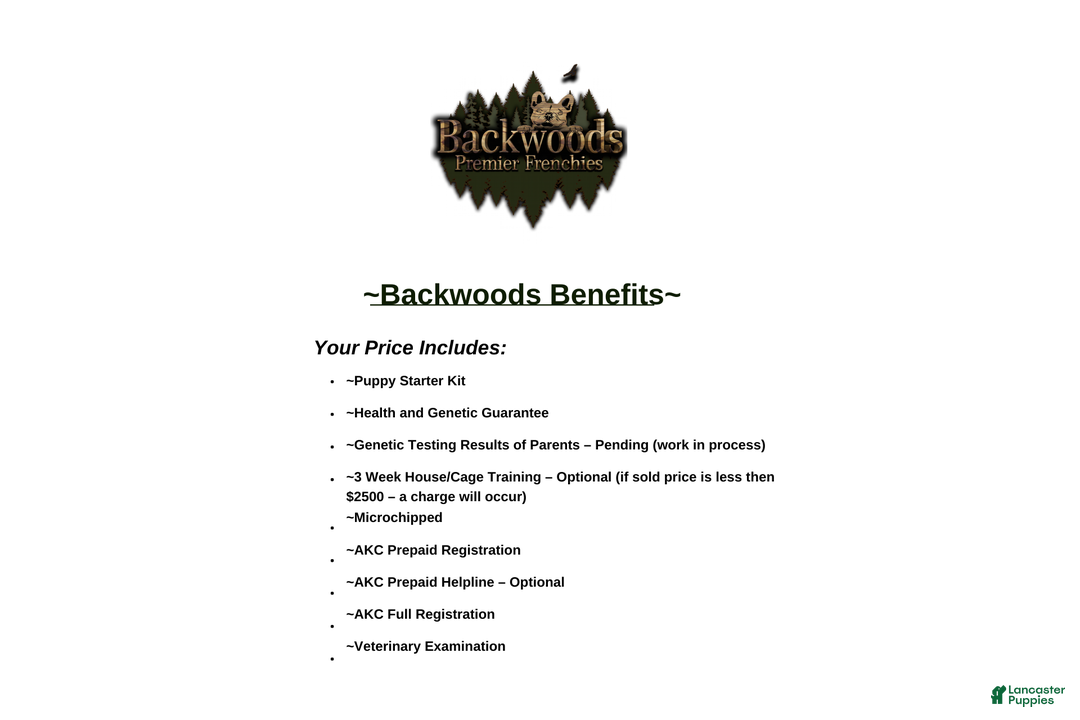 French Bulldog dogs for sale: Janice - Ad 10