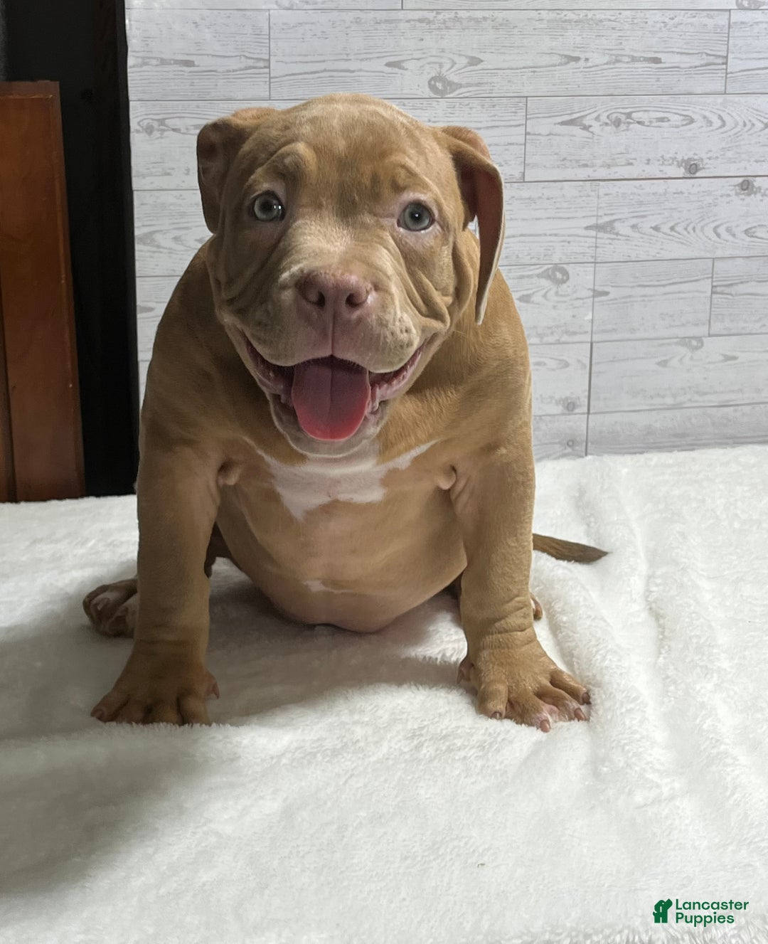 Nala for sale in Covert | Lancaster Puppies, image size:1080x1327