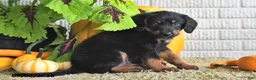 Mixed Breed dogs for sale: Theo - Ad 5
