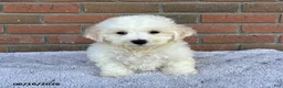 Bichon Frise dogs for sale: Jojo - Ad 2
