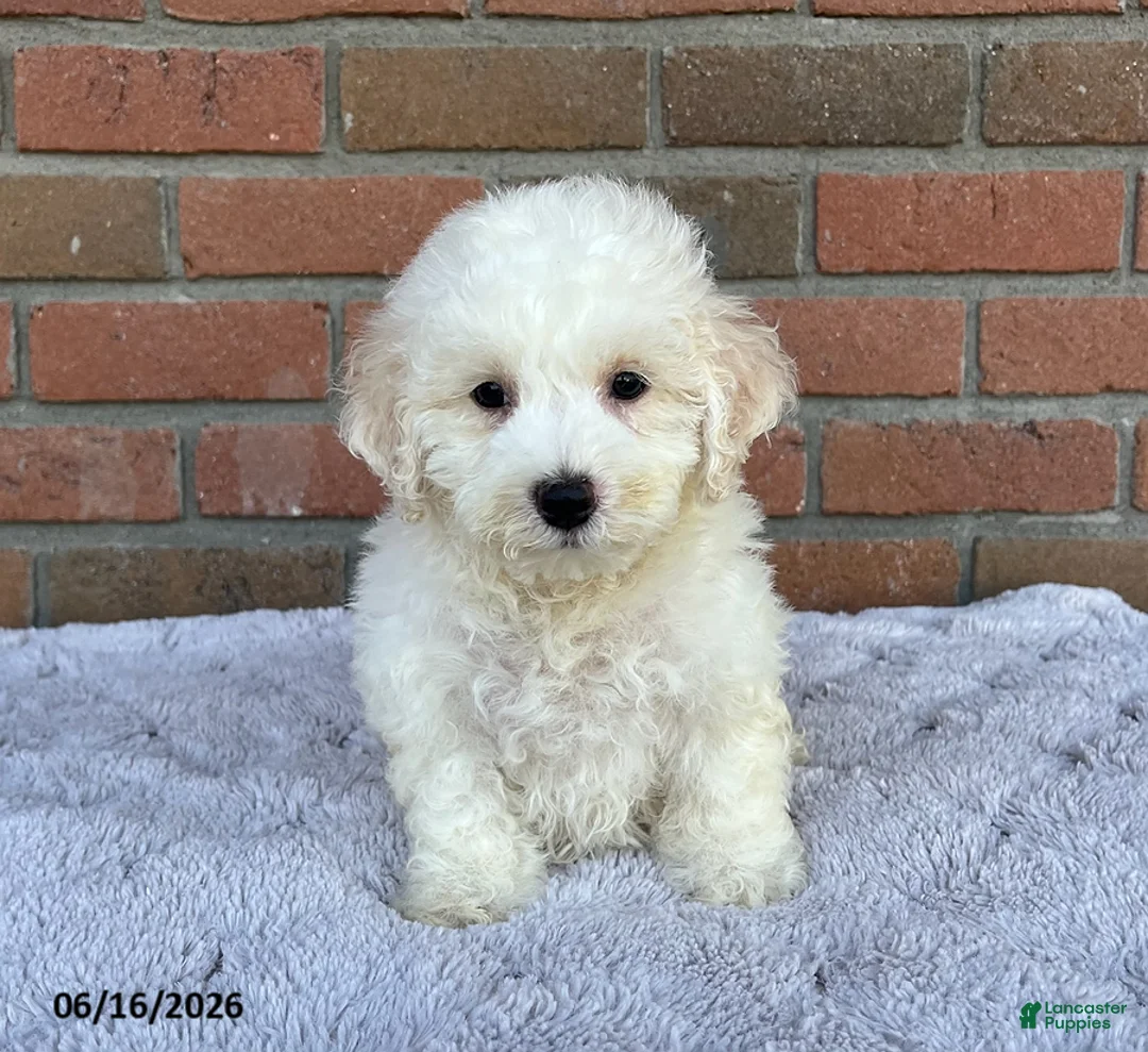 Bichon Frise dogs for sale: Jojo - Ad 2