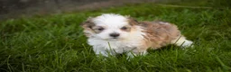 Havanese dogs for sale: Erma Havanese Puppy  - Ad 5