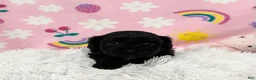 Cavapoo dogs for sale: Charlie - Ad 6