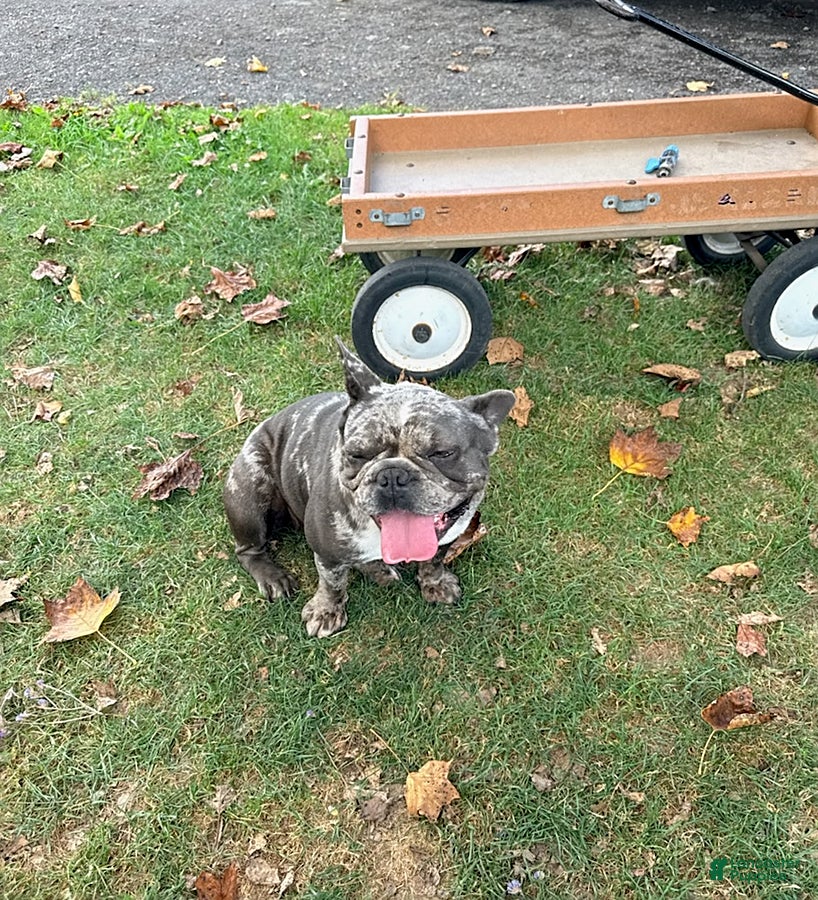 French Bulldog dogs Heid  - Ad 1