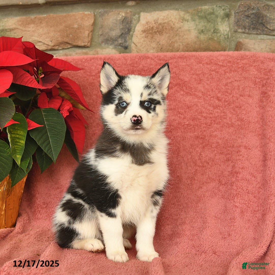 Pomsky dogs for sale: Boots  - Ad 2