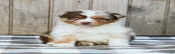 Australian Shepherd dogs for sale: Rex - Ad 3
