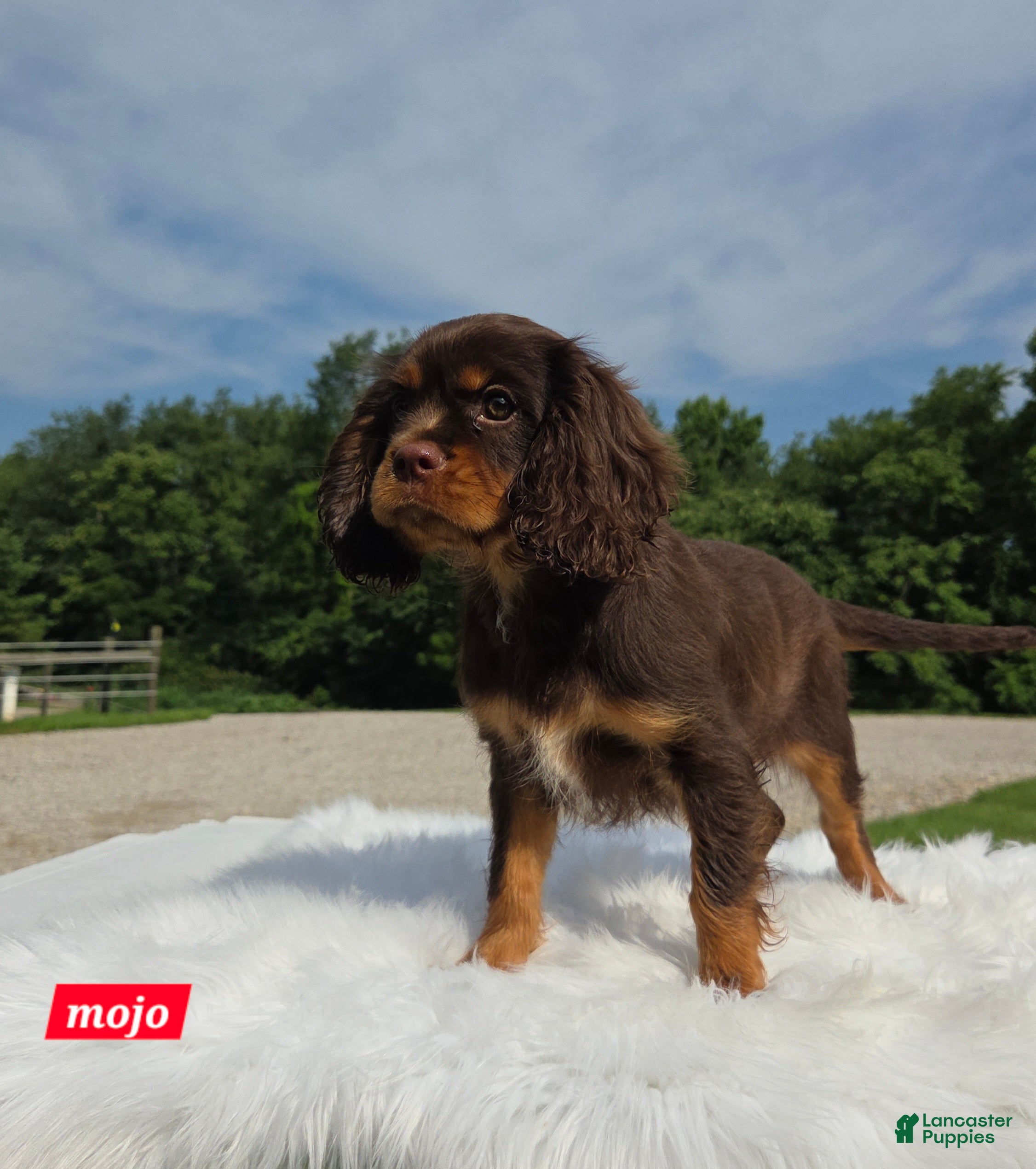 Cavalier King Charles Spaniel dogs Mojo - Ad 1