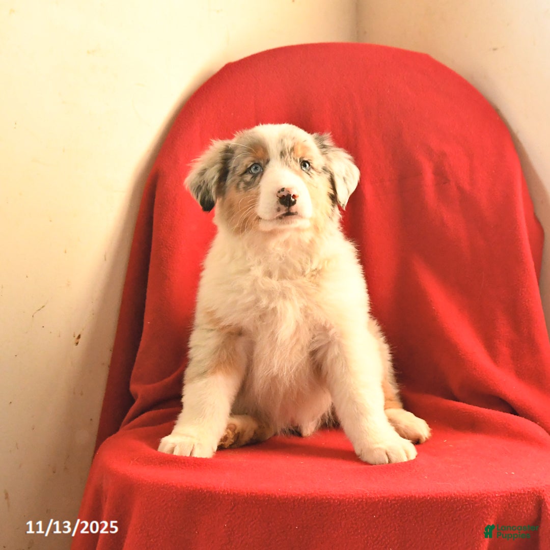 Australian Shepherd dogs for sale: Champ  - Ad 2
