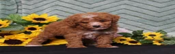 Miniature Poodle dogs for sale: Yodel - Ad 4