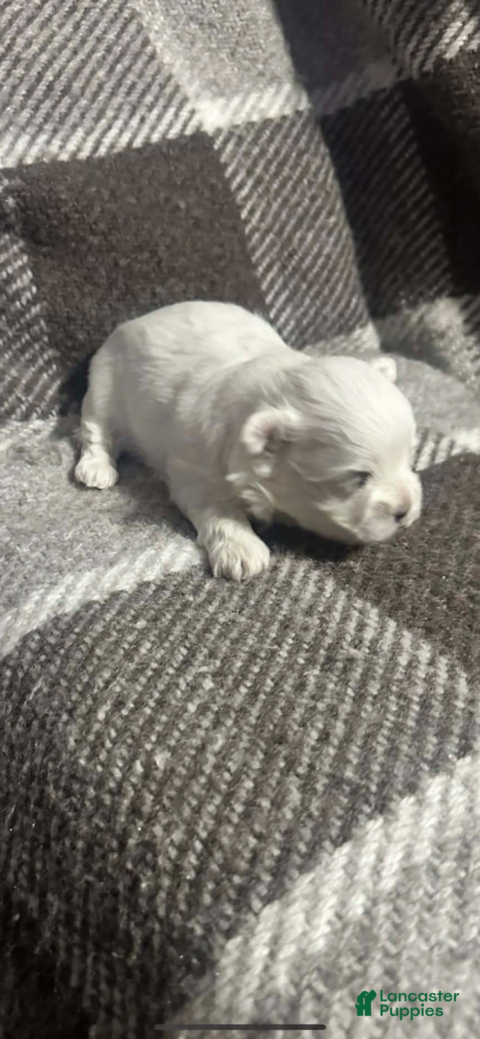 Maltese dogs Maltese 2 - Ad 3
