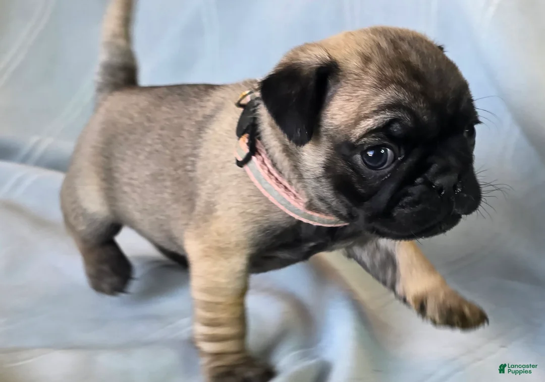 Pug dogs for sale: Norma Jean - Ad 5