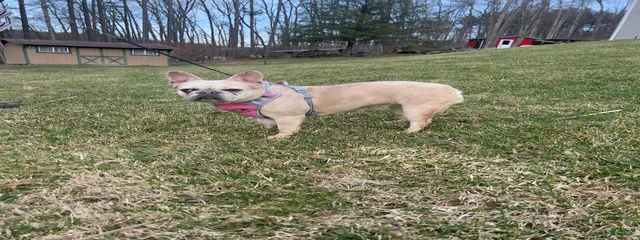 Bella