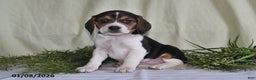 Beagle dogs for sale: Marla - Ad 3