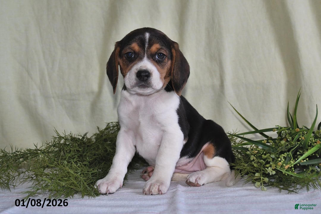 Beagle dogs for sale: Marla - Ad 3