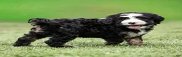 Bernedoodle dogs for sale: Banks Bernedoodle Puppy  - Ad 8