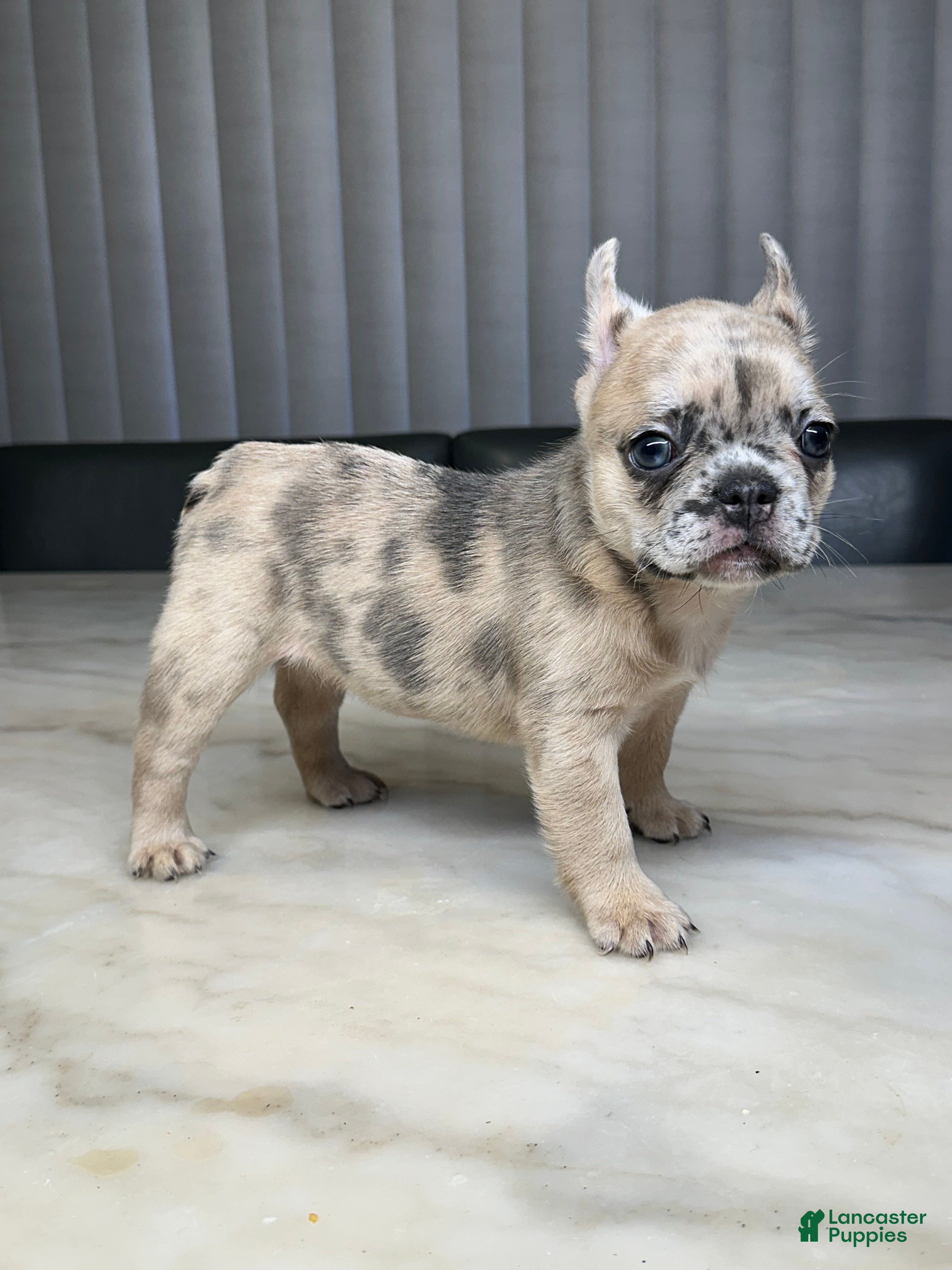 French Bulldog dogs French Bulldog 4 - Ad 26