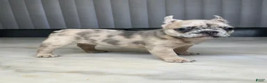 French Bulldog 4
