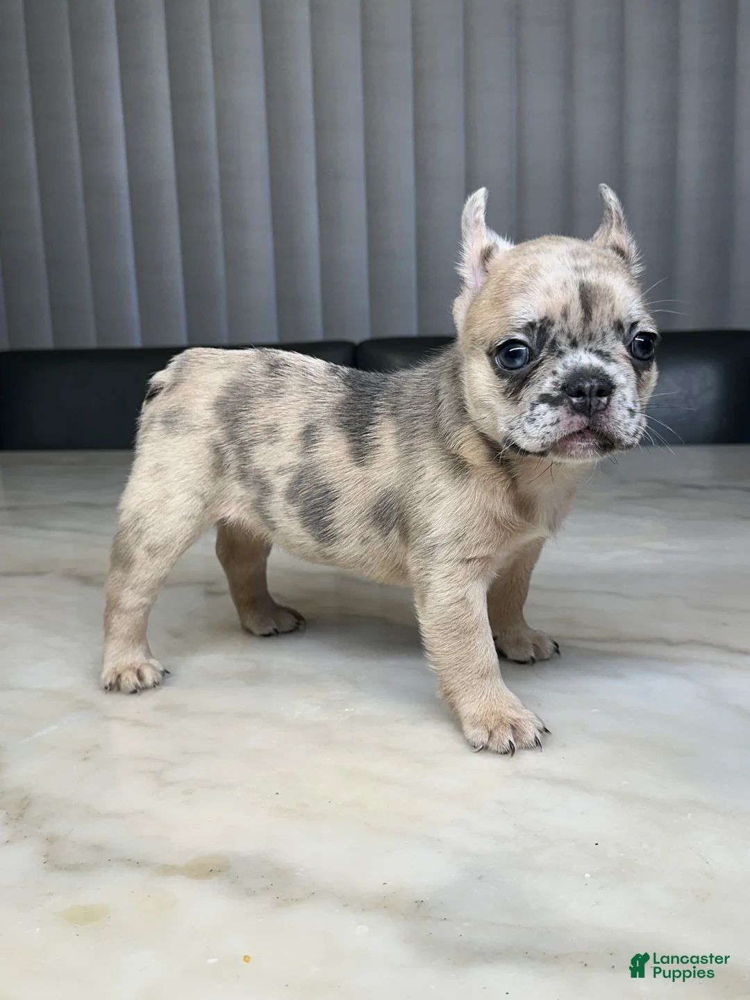 French Bulldog dogs for sale: French Bulldog 4 - Ad 1
