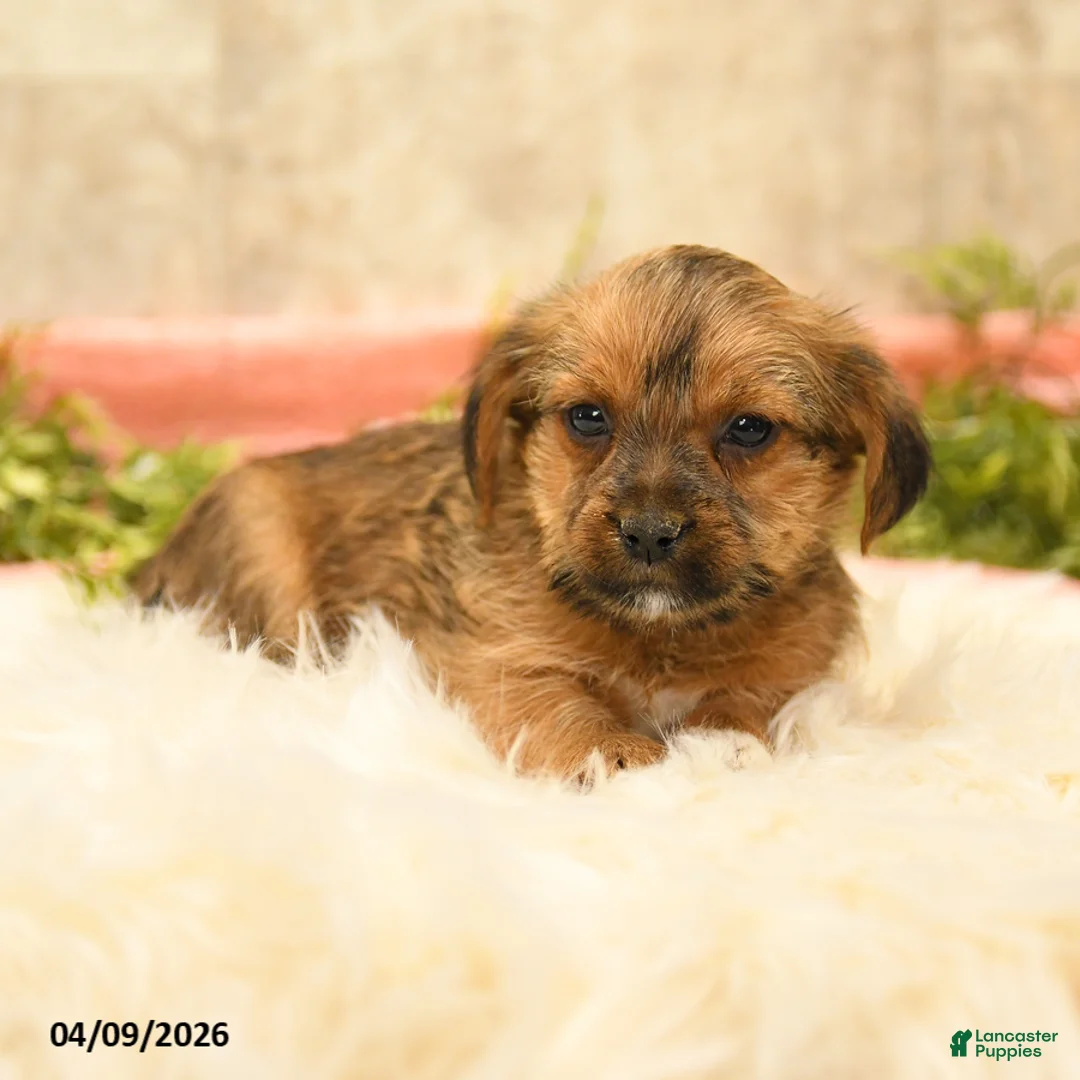 Shorkie dogs for sale: Shilo - Ad 2