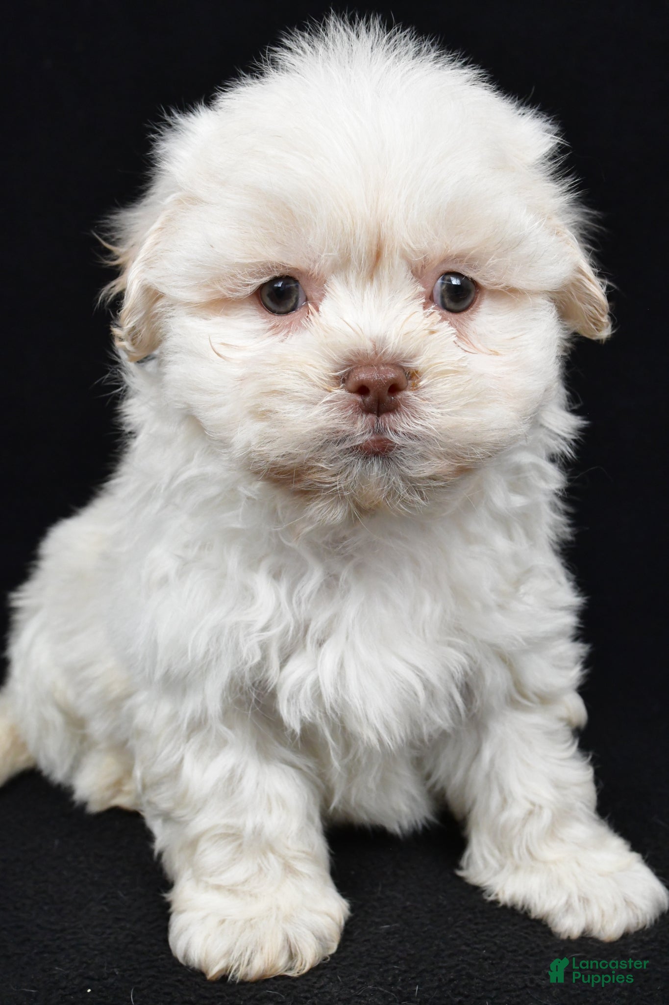 Teddy Bear dogs Dale - Ad 2
