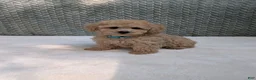 Bichpoo dogs for sale: Bear - Ad 5