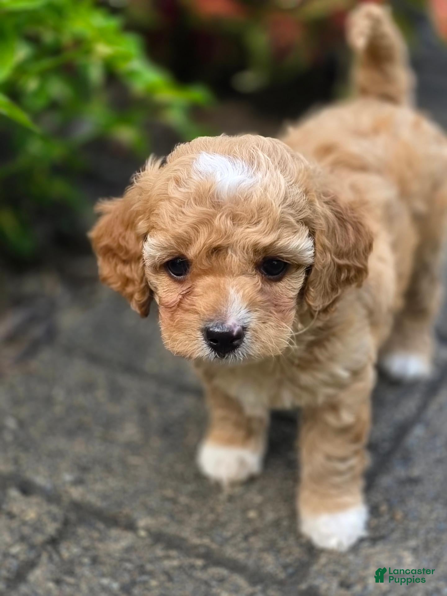 Cavapoo dogs Aspen - Ad 1