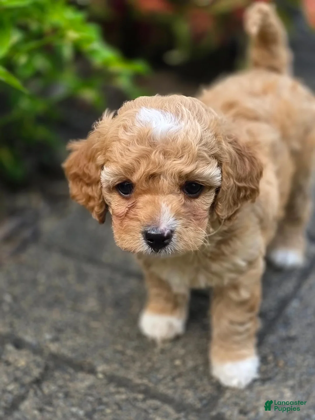 Cavapoo dogs for sale: Aspen - Ad 1