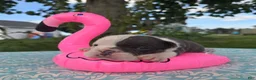 Olde English Bulldogge dogs for sale: Skye - Ad 5