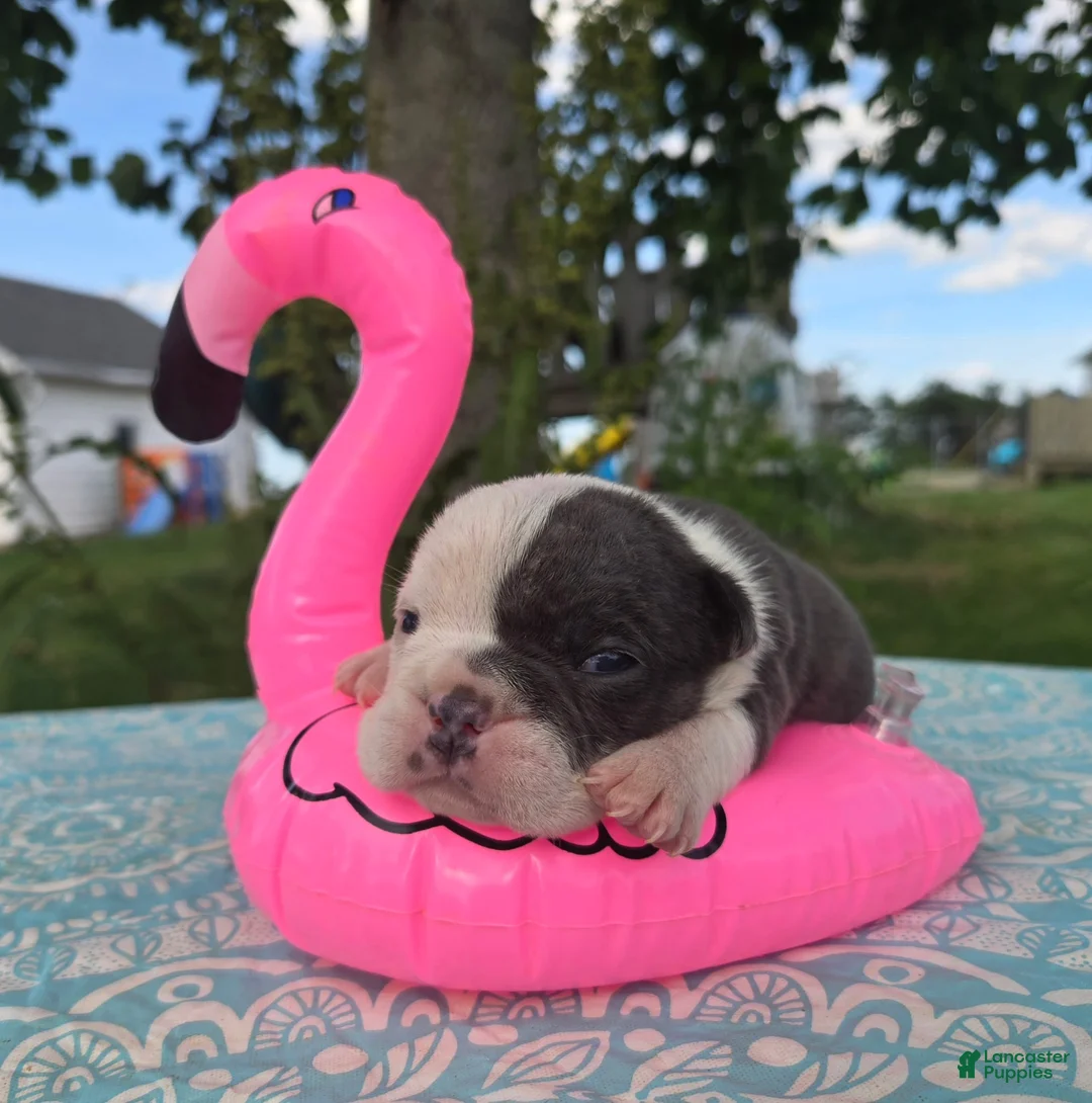 Olde English Bulldogge dogs for sale: Skye - Ad 5