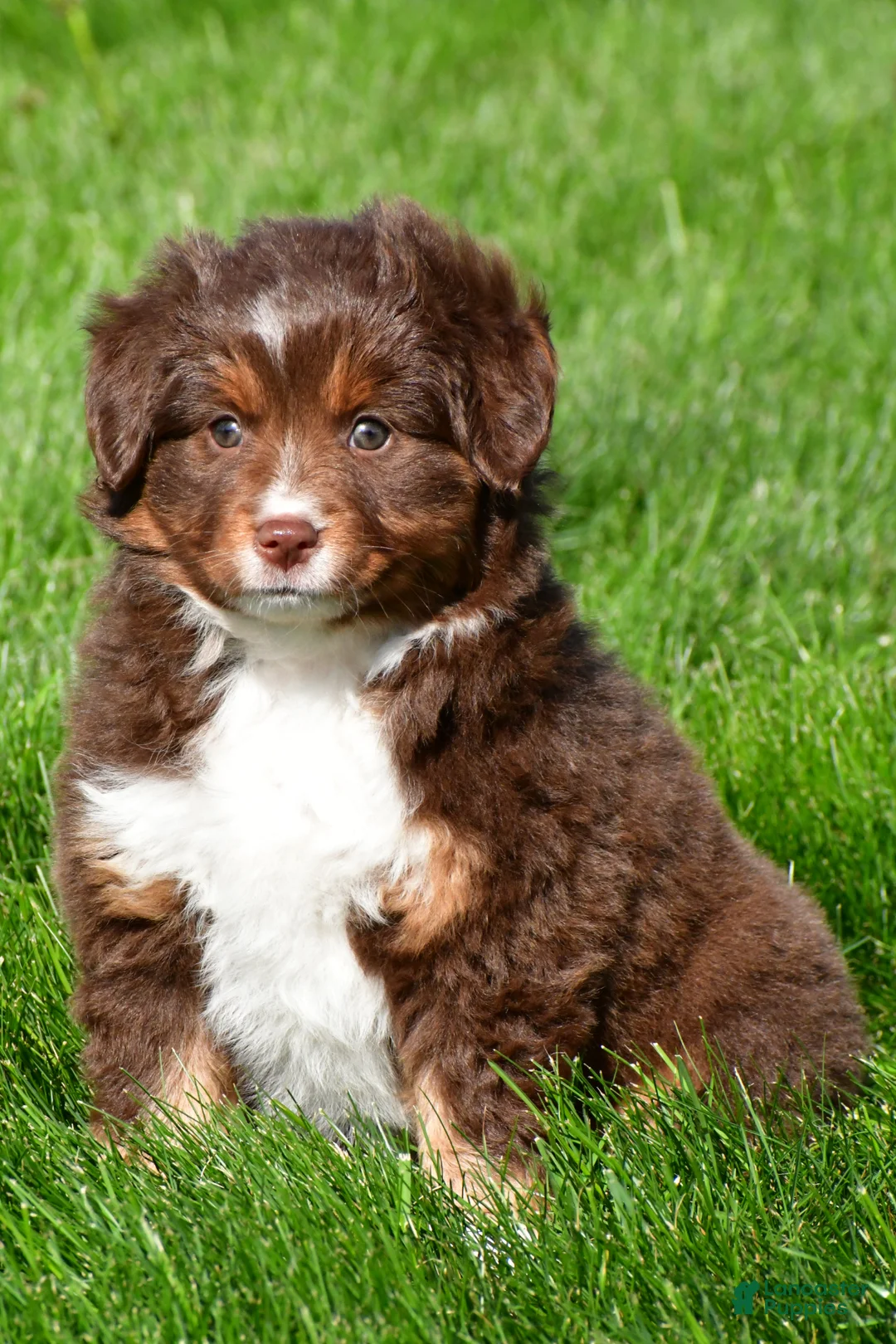 Miniature Australian Shepherd dogs for sale: Tammy - Ad 2