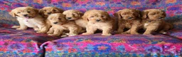 Goldendoodle dogs for sale: Sweet Pea - Ad 4