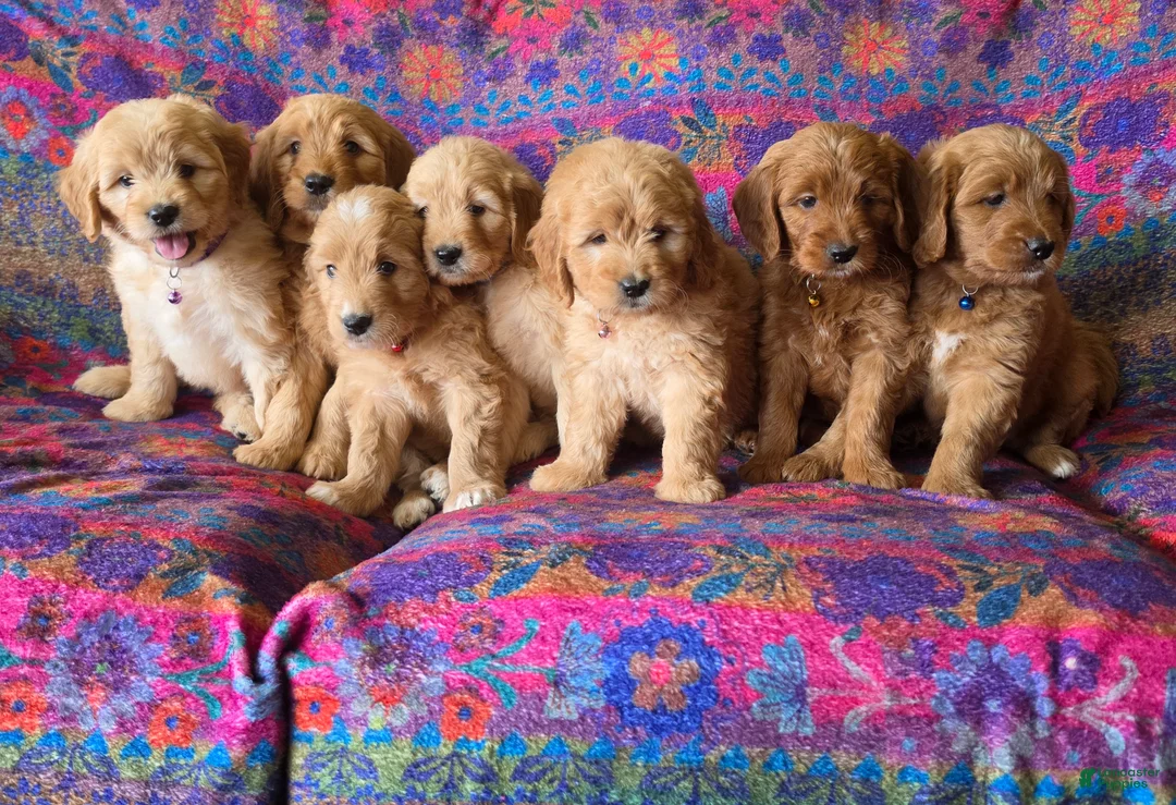 Goldendoodle dogs for sale: Sweet Pea - Ad 4