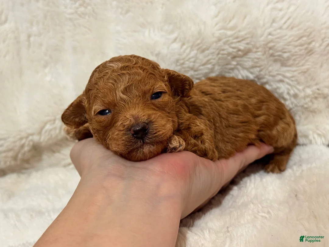 Toy Poodle dogs for sale: Louie - Ad 4