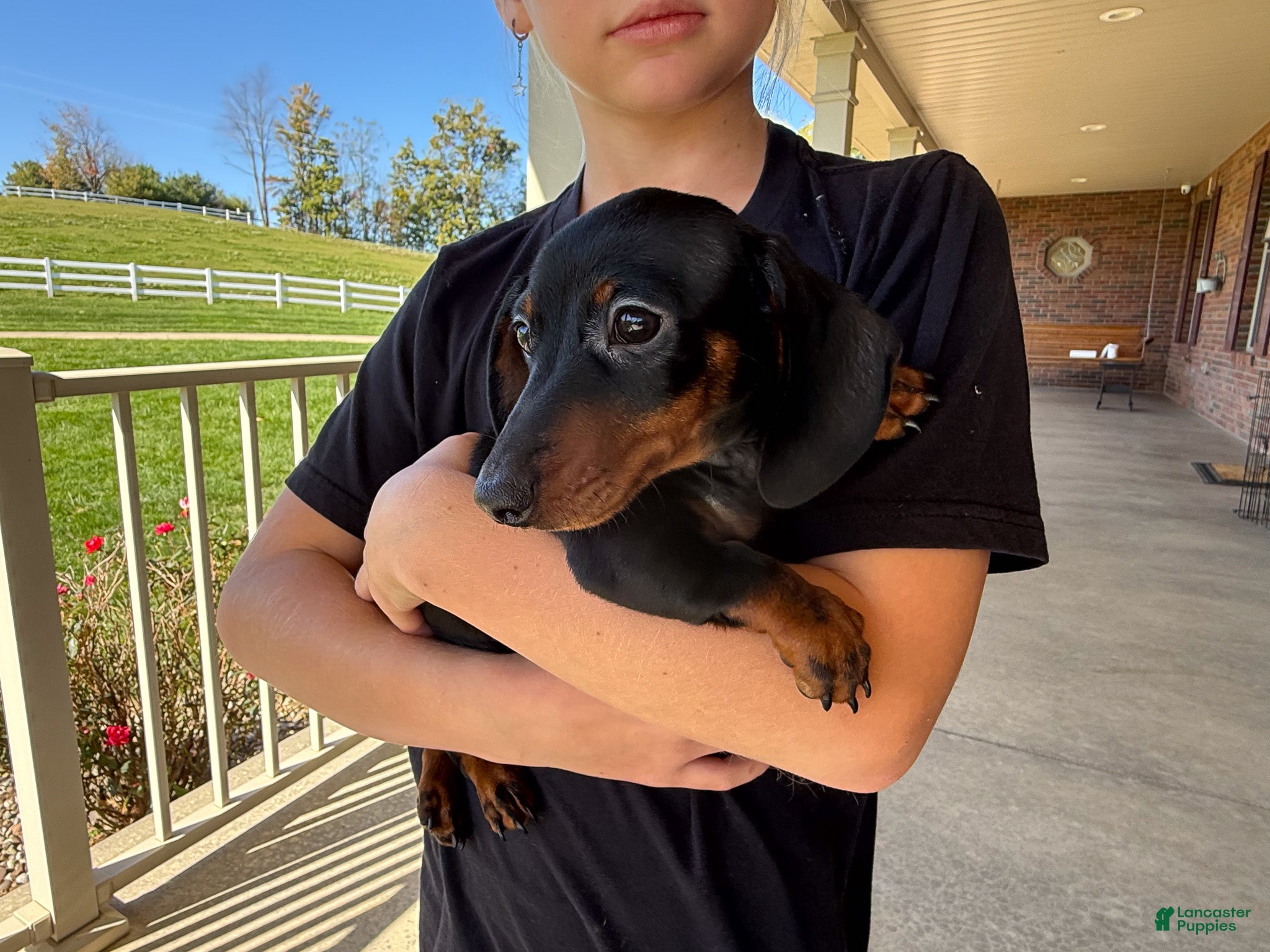 Miniature Dachshund dogs Gus - Ad 1