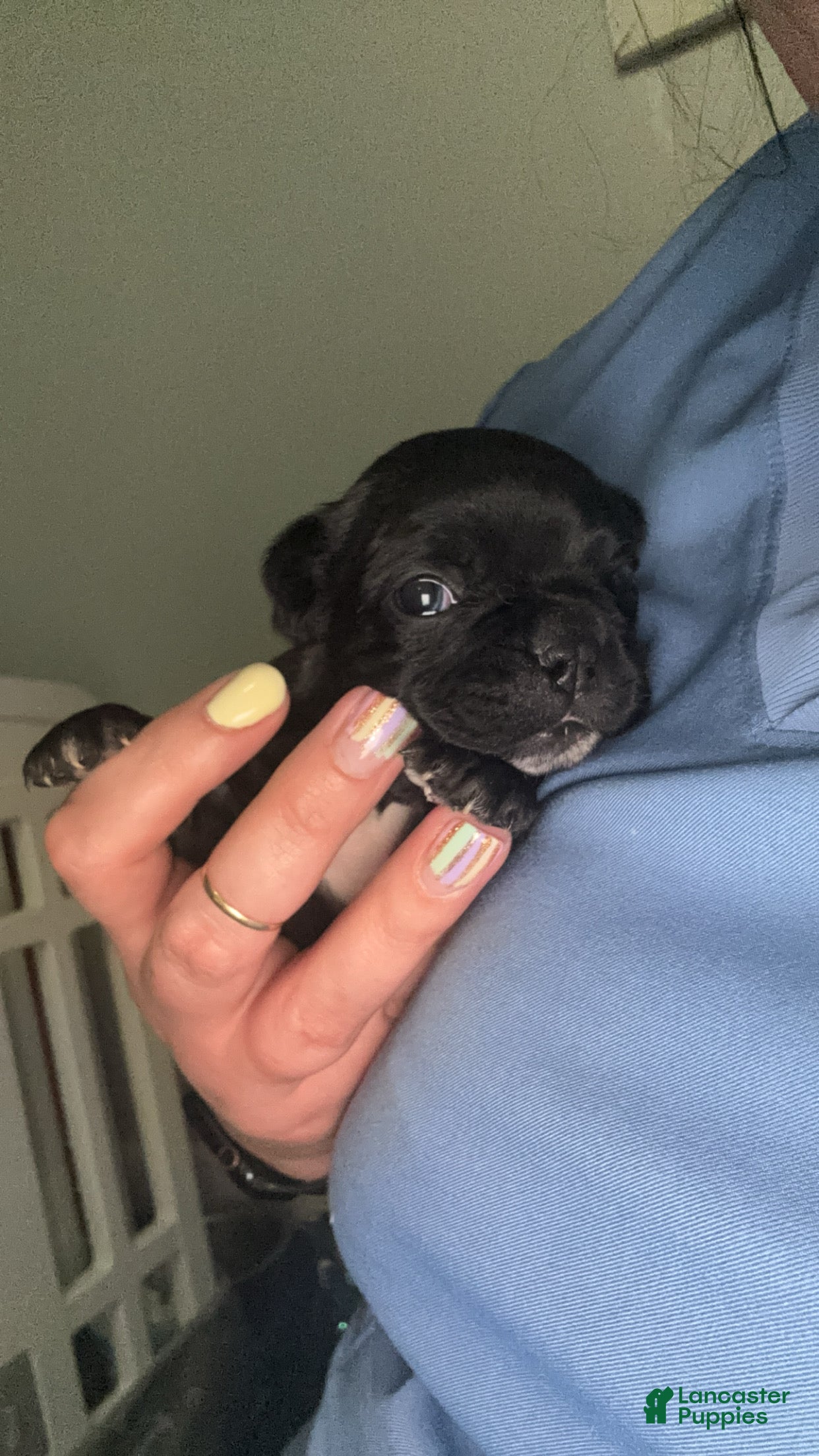 Mixed Breed dogs Dolly - Ad 9