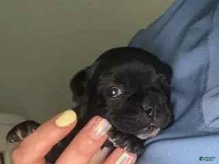 Mixed Breed dogs Dolly - Ad 9