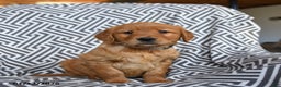 Golden Retriever dogs for sale: Lima Bean - Ad 2