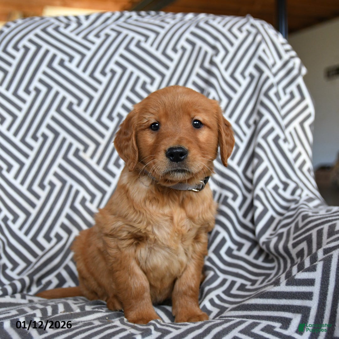 Golden Retriever dogs for sale: Lima Bean - Ad 2