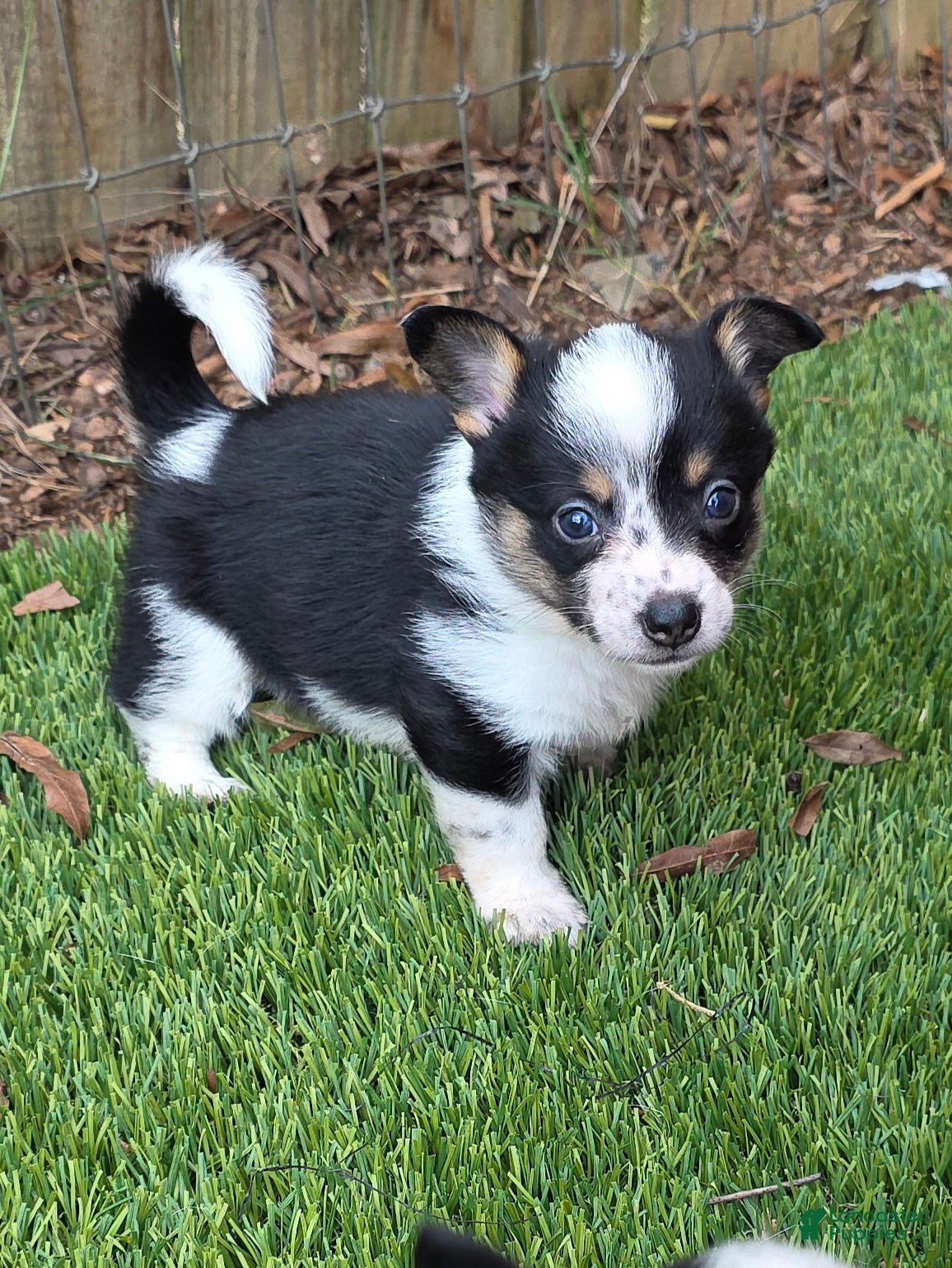 Mixed Breed dogs Zoey (mini cowboy corgi) - Ad 2