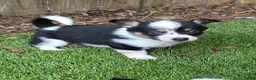 Mixed Breed dogs for sale: Zoey (mini cowboy corgi) - Ad 2
