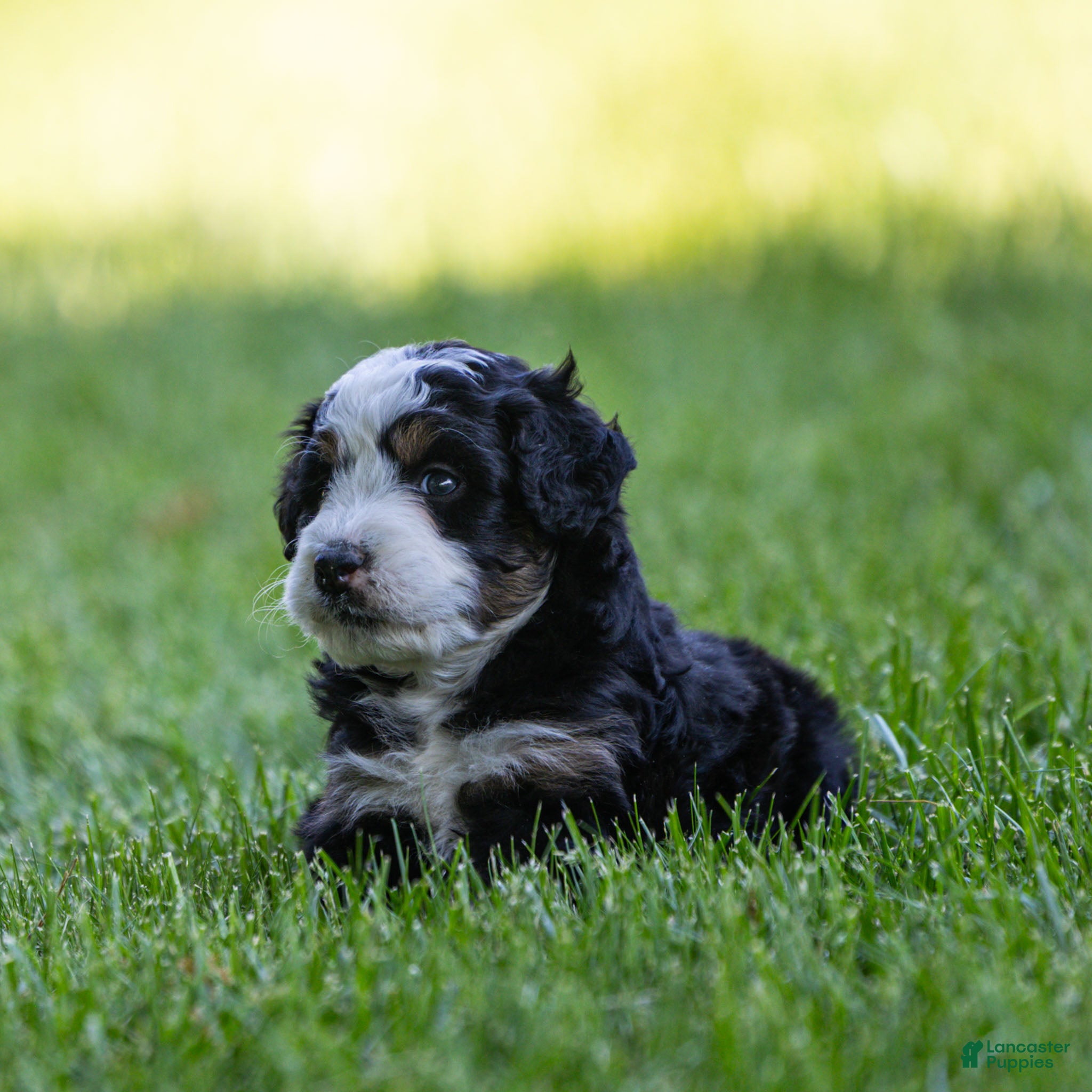 Bernedoodle dogs Briggs Bernedoodle Puppy  - Ad 2