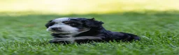 Bernedoodle dogs for sale: Briggs Bernedoodle Puppy  - Ad 2