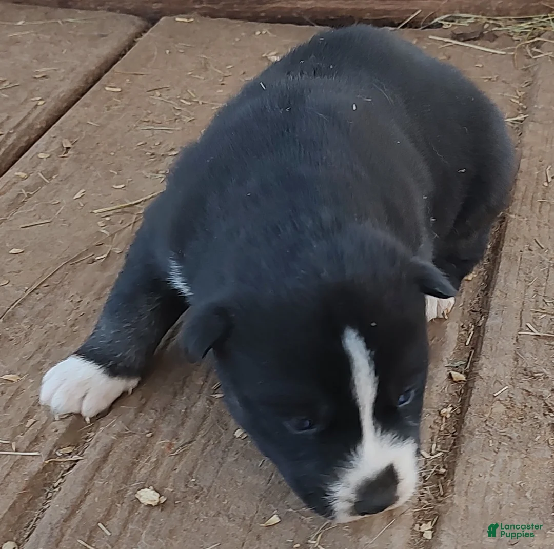 Siberian Husky dogs for sale: Siberian Husky Puppy 6 - Ad 8