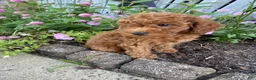 Miniature Poodle dogs for sale: Ruby - Ad 13